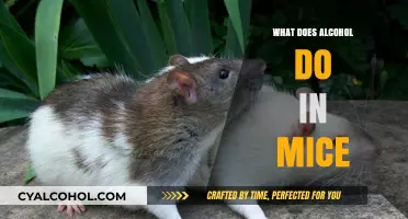 Alcohol's Impact on Mice: Behavior, Health, and Scientific Insights