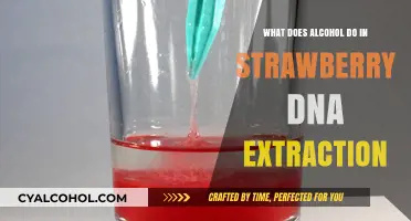 Alcohol's Role in Extracting and Preserving Strawberry DNA Explained