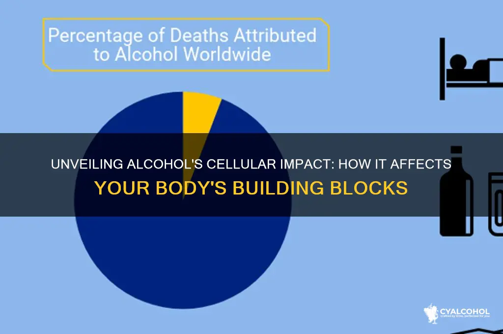 what does alcohol do on a cellular level