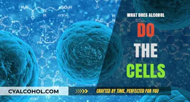 How Alcohol Impacts Cellular Function and Long-Term Health Effects