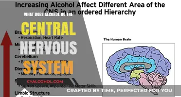 Alcohol's Impact on the Central Nervous System: Effects and Risks