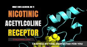 Alcohol's Impact on Nicotinic Acetylcholine Receptors: A Comprehensive Overview