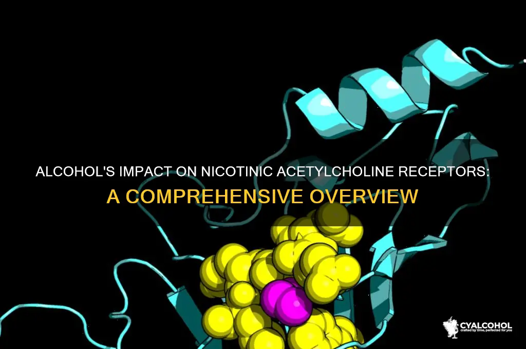 what does alcohol do ti nicotinic acetylcoline receptor