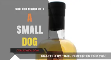 Alcohol's Impact on Small Dogs: Risks, Symptoms, and Prevention Tips