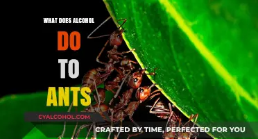 How Alcohol Affects Ants: Surprising Insights into Their Behavior