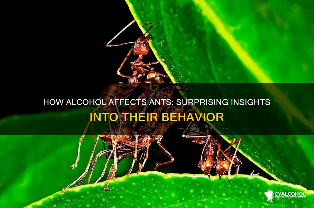 what does alcohol do to ants