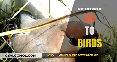 Alcohol's Impact on Birds: Risks, Effects, and What You Should Know