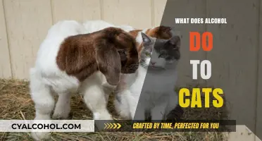 Alcohol's Effects on Cats: Risks, Symptoms, and Safety Tips
