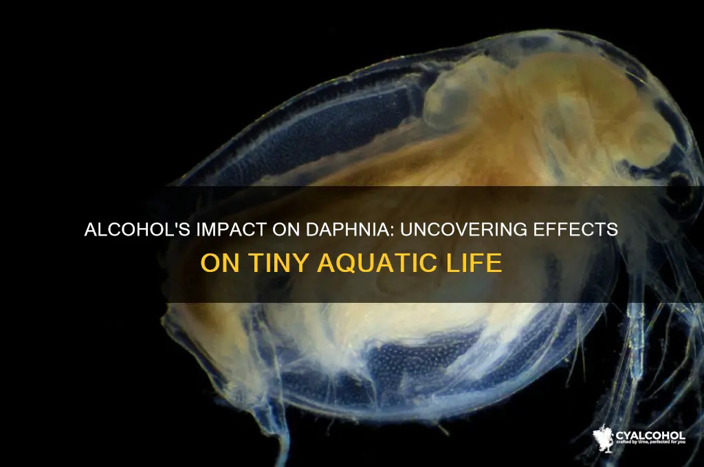 what does alcohol do to daphnia