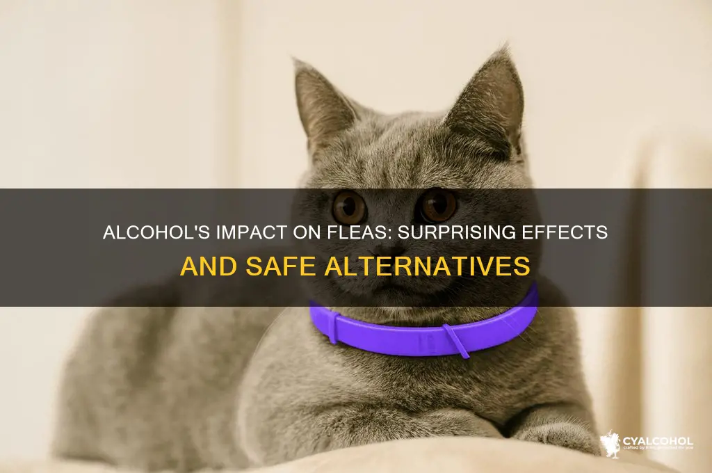 what does alcohol do to fleas