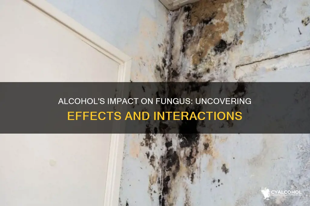 what does alcohol do to fungus