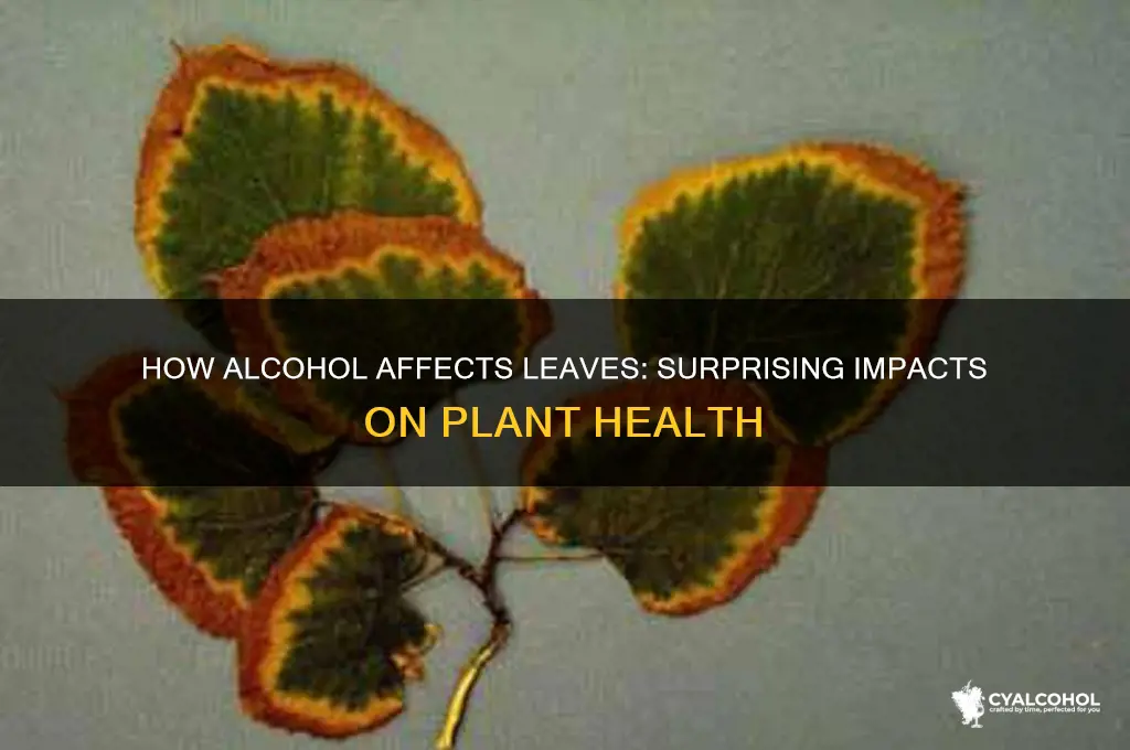 what does alcohol do to leaves