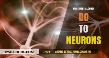 How Alcohol Impacts Neurons: Unraveling the Effects on Brain Cells