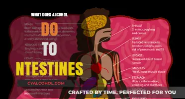 How Alcohol Impacts Your Intestines: Effects and Long-Term Consequences