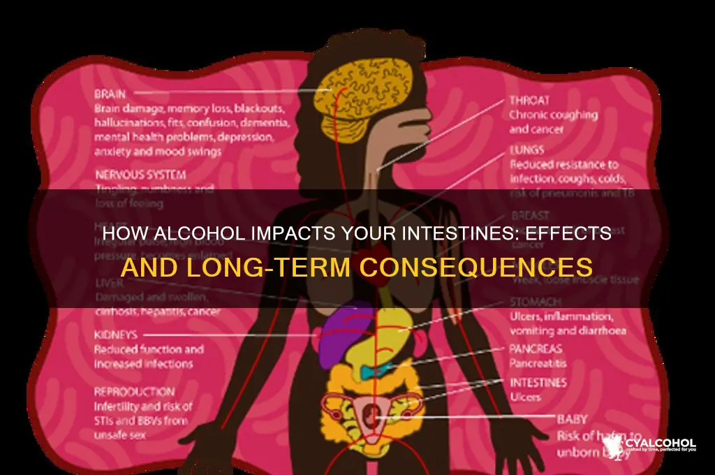 what does alcohol do to ntestines