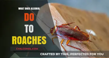 Alcohol's Surprising Effects on Cockroaches: What Happens When They Drink?