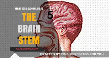 Alcohol's Impact on the Brain Stem: Functions, Effects, and Risks