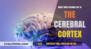 Alcohol's Impact on the Cerebral Cortex: Unraveling Brain Function Alterations