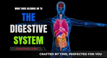Alcohol's Impact on Digestion: Understanding Its Effects on Your Gut