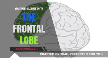 Alcohol's Impact on the Frontal Lobe: Cognitive Changes and Risks