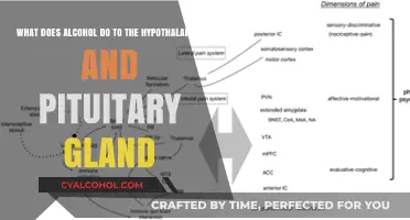 Alcohol's Impact: Hypothalamus and Pituitary Gland