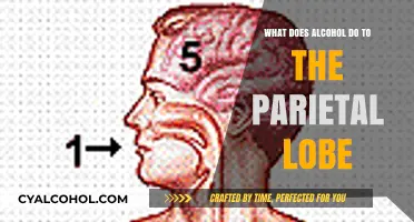 How Alcohol Impacts the Parietal Lobe: Functions and Effects Explained