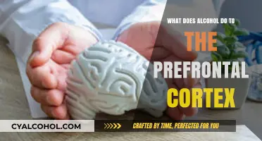 How Alcohol Impacts the Prefrontal Cortex: Functions and Effects