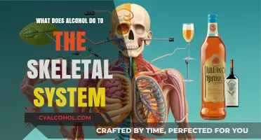 Alcohol's Impact on Bones: Understanding Skeletal System Risks and Effects