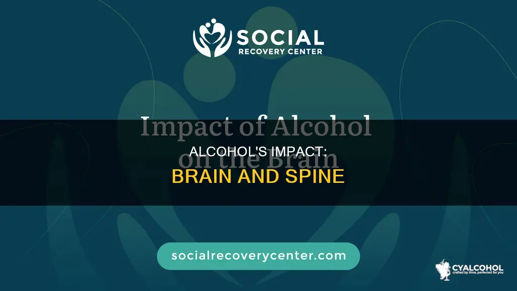 what does alcohol do to your brain and spine