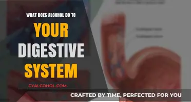 How Alcohol Impacts Digestion: Effects on Your Digestive System Explained