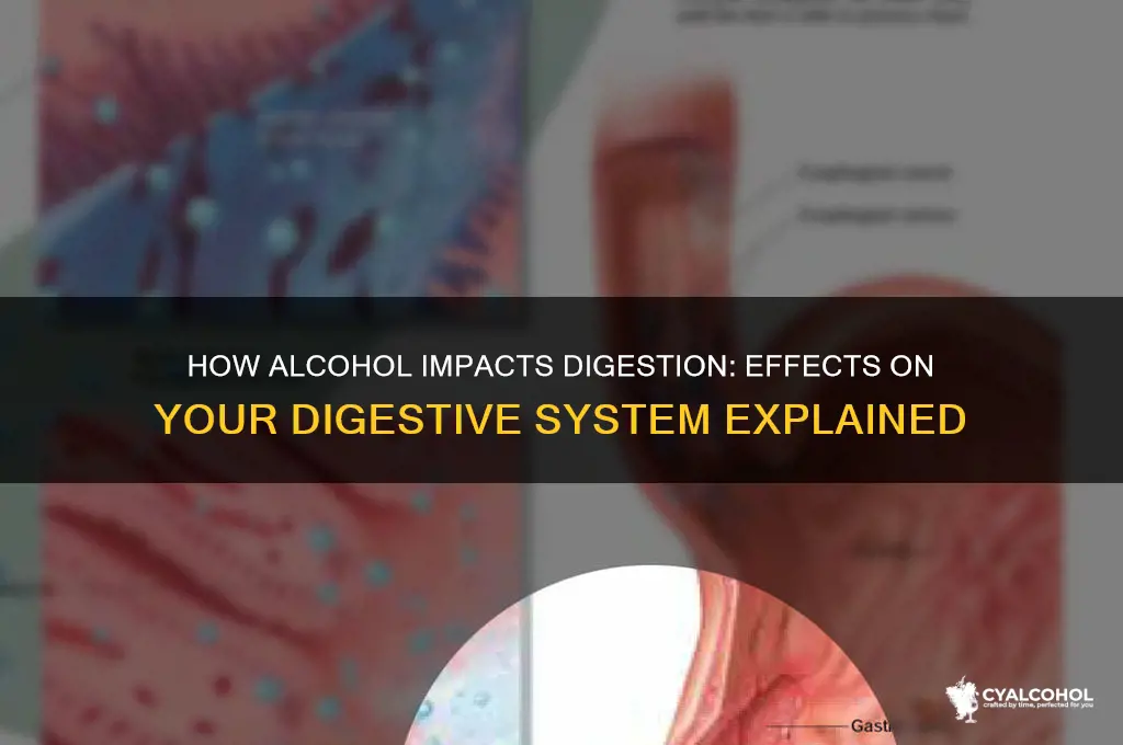 what does alcohol do to your digestive system