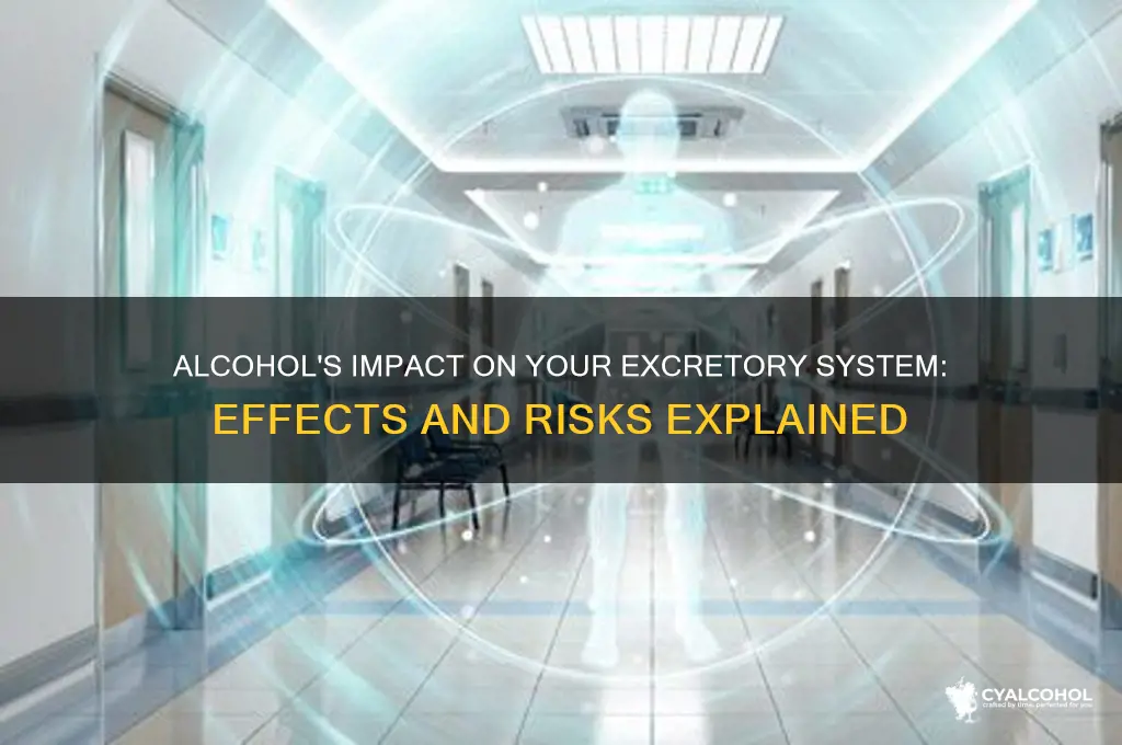 what does alcohol do to your excretory system