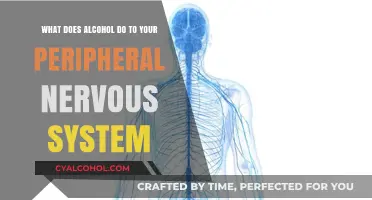 Alcohol's Impact on the Peripheral Nervous System