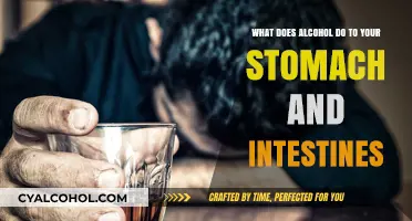 Alcohol's Impact: Your Stomach and Intestines