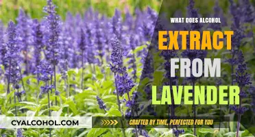 Unveiling Lavender's Secrets: Alcohol Extraction Benefits and Uses Explained