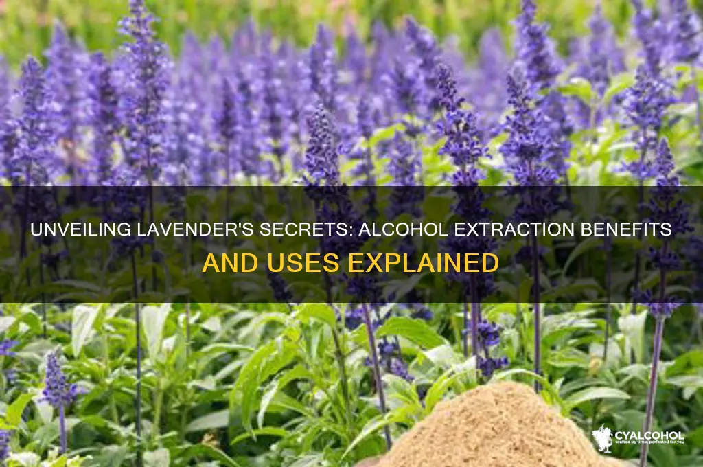 what does alcohol extract from lavender