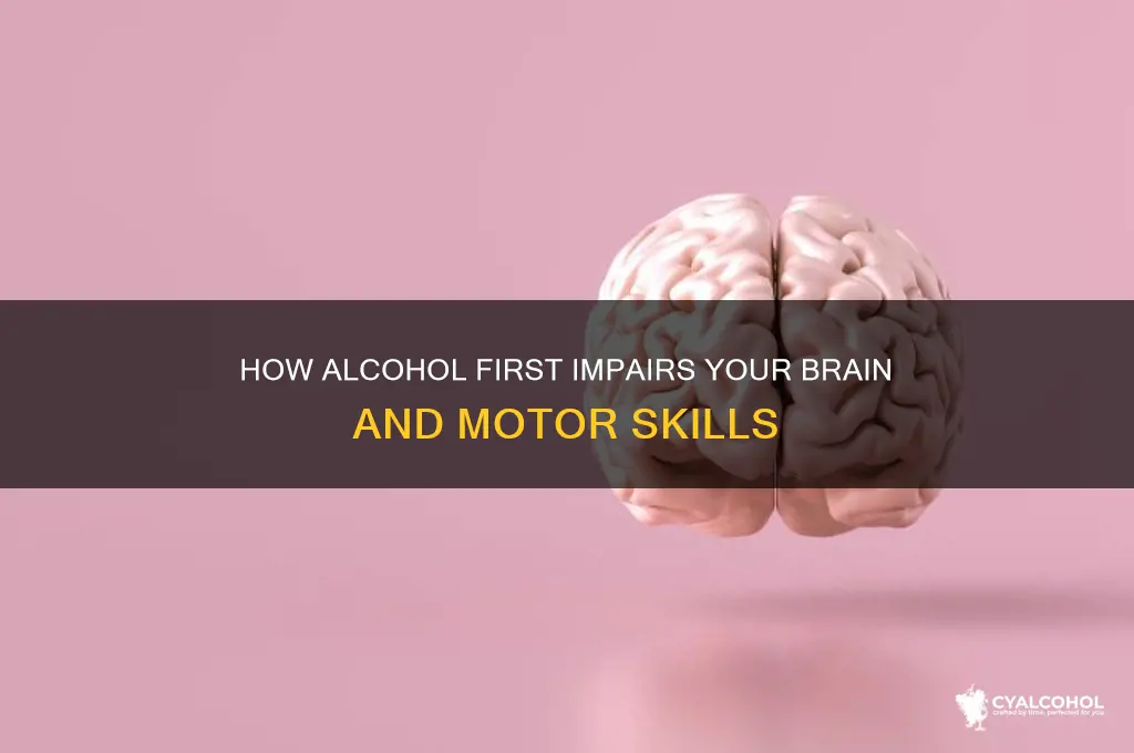 what does alcohol first impairs your