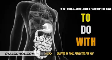 Alcohol Absorption: Factors and Effects Explained