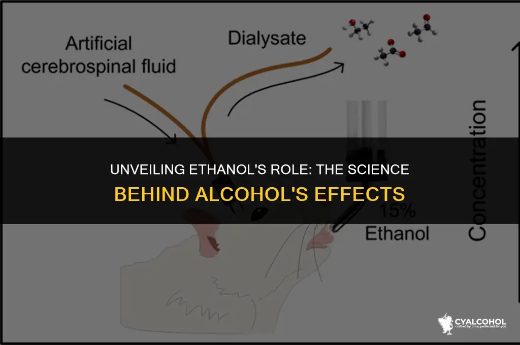 what does ethanol do in alcohol