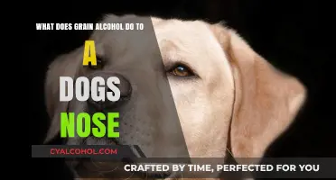 How Grain Alcohol Affects a Dog's Nose