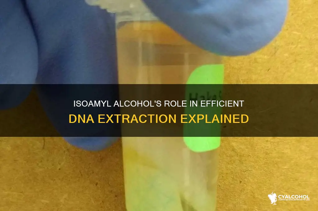 what does isoamyl alcohol do in dna extraction