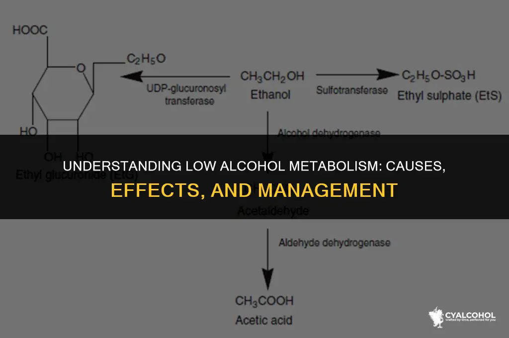 what does low alcohol metabolism mean