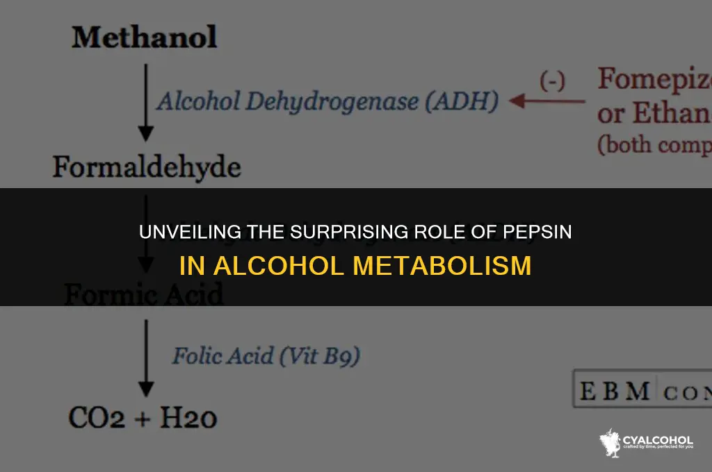 what does pepsin do to alcohol