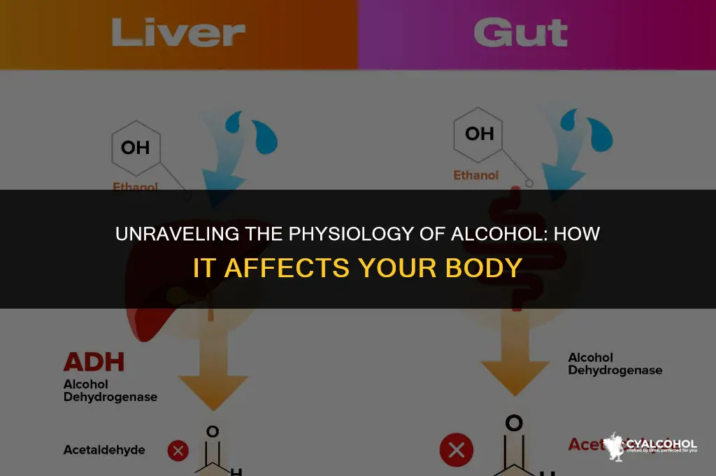 what does physiology of alcohol mean