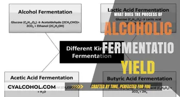 Alcoholic Fermentation: Unveiling the Byproducts and Benefits of the Process
