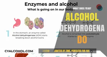 Unveiling the Role of Yeast Alcohol Dehydrogenase in Fermentation
