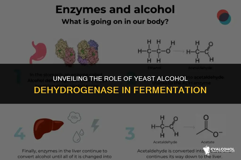 what does yeast alcohol dehydrogenase do