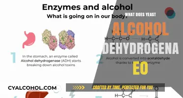 Unlocking the Secrets of Yeast Alcohol Dehydrogenase: A Key Enzyme in Brewing and Biofuel Production