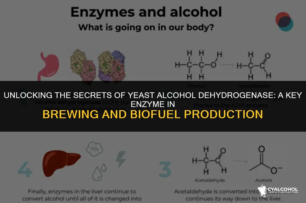what does yeast alcohol dehydrogenase eo