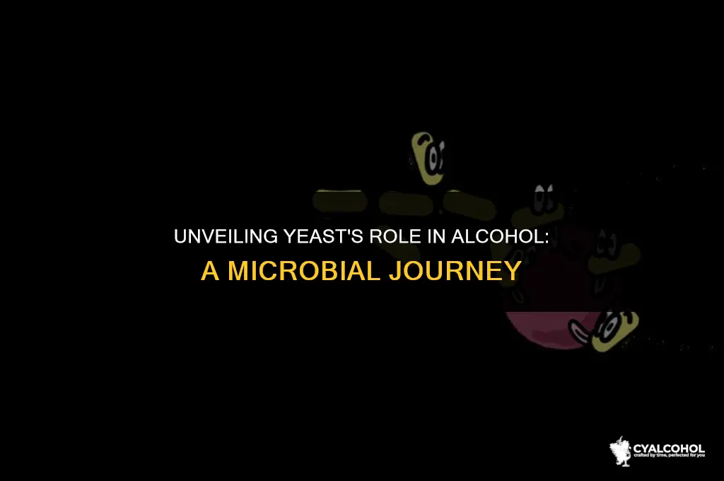 what does yeast do in alcohol
